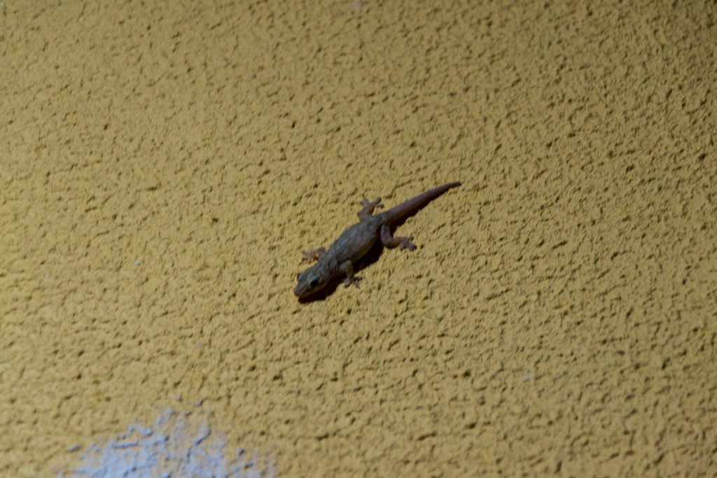 Gecko im Hotel - Darwin