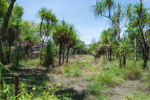 Grün ist es und viel Sonne - Regenzeit im Top End