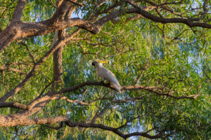 Kakadu im Baum