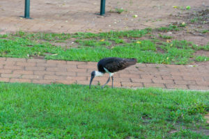 Pickender Vogel aus dem Campingplatz