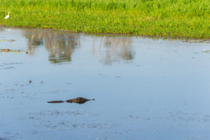 Krokodil schaut aus dem Wasser