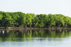 Mangroven Wald in Australien