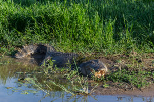 Krokodil wartet auf sein Essen