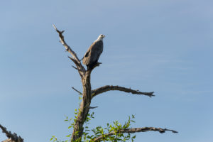 Weißbauchseeadler in Kakadu Nationalpark