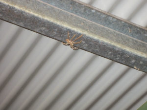 kleine Spinne in Australien
