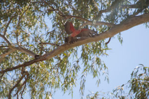 Fliegender roter Kakadu