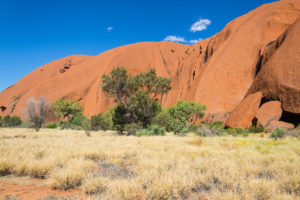 Blick auf den Uluru mit Wiese und Baum