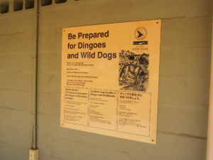 Warnung vor Dingos