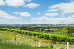 Weinberge bei Adelaide