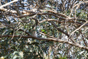 Papagei im Baum