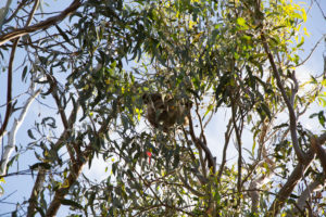 Koala im Baum