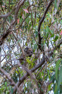 Koala im Baum