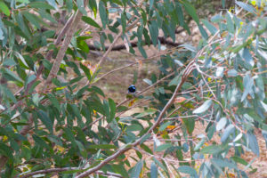 Kleiner Blauer Vogel