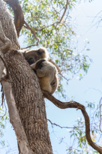 Koala im Baum