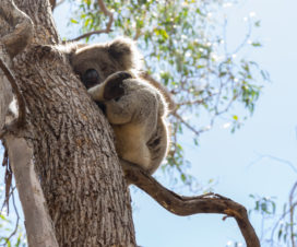 Koala im Baum