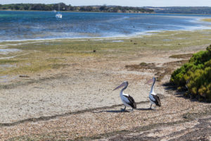 Pelikan auf Kangaroo Island