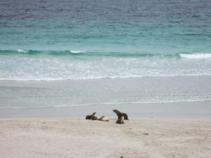 Seelöwen am Strand