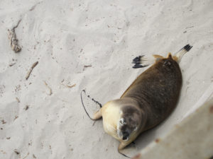 Einzelner Seelöwe Strand