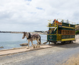 Victor Harbor Horse Drawn Tram - starkes Pferd vor dem Bus