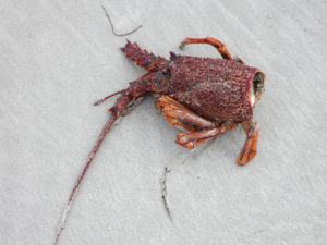 Reste eines Hummers am Strand