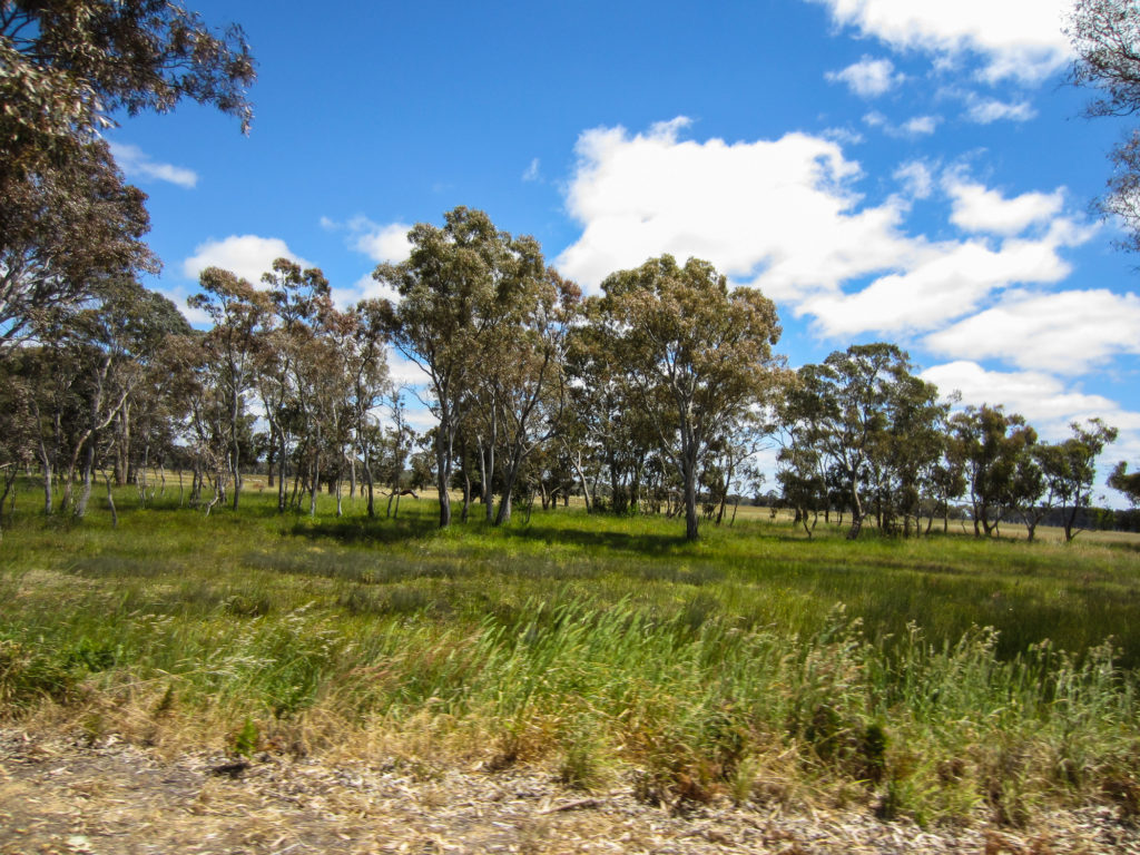 Bäume auf der Wiese in Australien