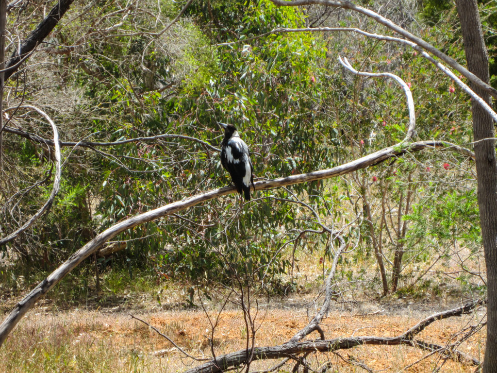 Krähe in Australien