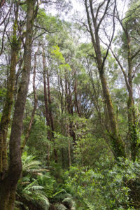 Farne - Melba Gully