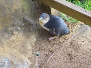 Kleiner Pinguin bei den Gibson Steps
