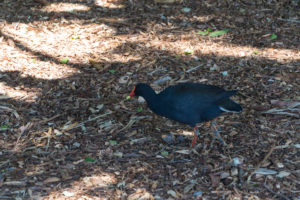 Schwarzer Vogel