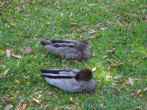 Enten auf der Wiese in Sydney