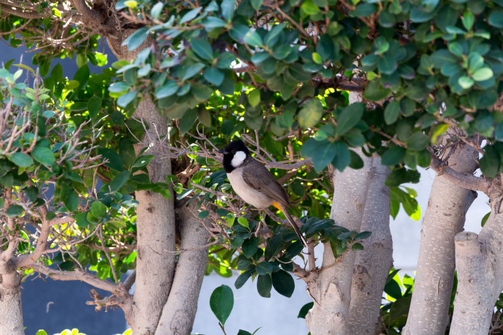 Vogel versteckt sich im Baum
