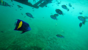 Fische beim schnorcheln