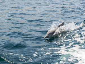 Delphin im Fjord des Omans