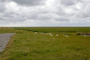 Da grasen sie die Schafe auf dem Nordseedeich