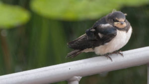 Der kleine Vogel möchte wohl auch in die Seehundestation.