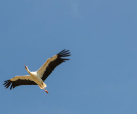 Storch über dem Affenberg Salem