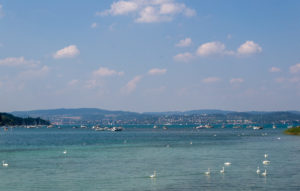 Viele Schwäne warten im Wasser vor der Insel Mainau